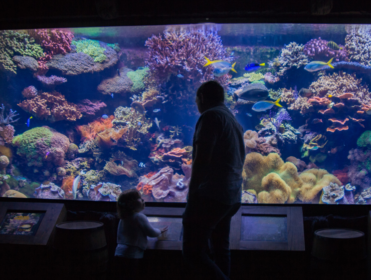 Houston Downtown Aquarium