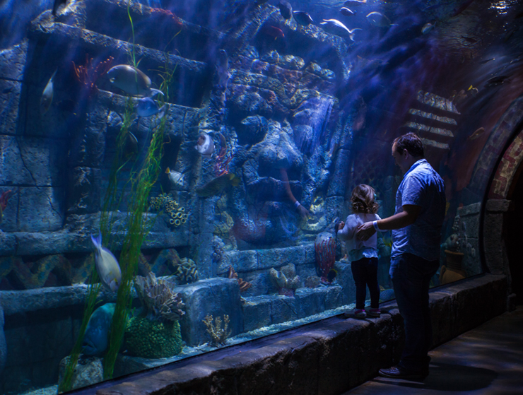 Houston Downtown Aquarium Spoonful of Joy