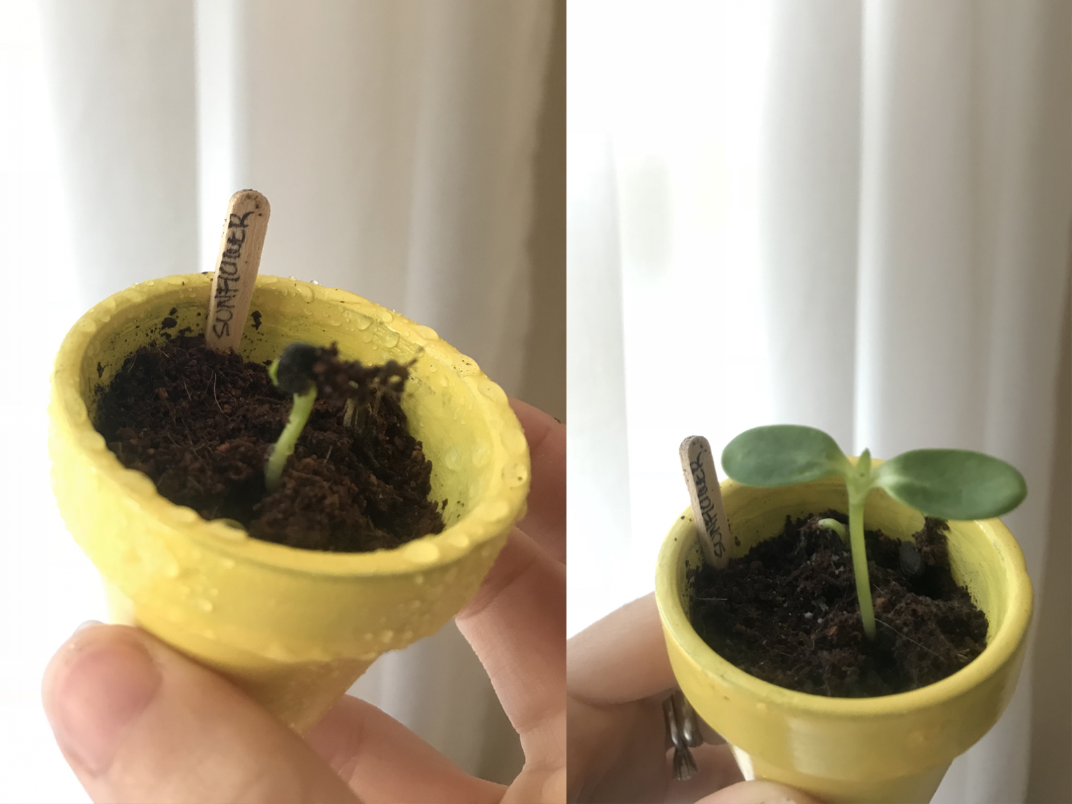 Sunflower growth tracker Spoonful of Joy